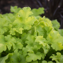 Heuchera Lime Marmalade Plant (2L Pot)