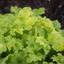 Heuchera Lime Marmalade