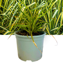 Everglow Carex Ornamental Grass Plant