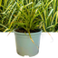 1 Large Plant - Everglow Carex Ornamental Grass, Outdoor Garden Ready Sedge
