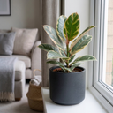 Ficus Tineke Variegated Rubber Plants