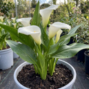 Zantedeschia Snow White Plants