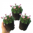 Saxifrage Marto Rose Hardy Alpine Evergreen Perennial Plants (Set of 3 or 6)