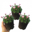 Set of 3 or 6 Saxifrage Marto Rose Hardy Alpine Evergreen Perennial Plants, Pink Rockery Ground Cover, Outdoor Garden Ready, 1 Litre Root-Ball