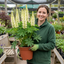 1 Lupin Legendary White Shades Perennial Plant, Outdoor Garden Ready, 3 Litre Root Ball