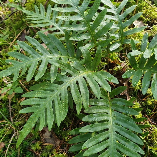 Common polypody fern with leathery deep green fronds cut into blunt lobes, spore dots along the undersides