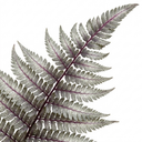 Japanese Painted Fern Athyrium Pewter Lace Plants (Set of 3 or 6)
