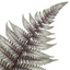 Set of 3 or 6 Japanese Painted Fern Athyrium Pewter Lace Plants, Hardy Shade Perennial, 1 Litre Root Ball