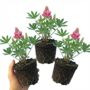 Lupin Legendary Rose Plants (Set of 3 or 6)