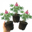 Set of 3 or 6 Lupin Legendary Rose Hardy Perennial Plants, Summer Flowering Cottage Garden Plants, Outdoor Garden Ready, 1 Litre Root-Ball