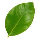 5Ltr Meyer Lemon Citrus Tree, Nursery Pots, Fruiting