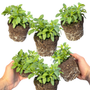 Calibrachoa Cabaret Pure Yellow Plants (Set of 3 or 6)
