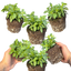 Set of 3 or 6 Large Plants - Calibrachoa Cabaret Pure Yellow, Outdoor Garden Ready