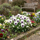 Pansy Cats Plus White Plants (Set of 3 or 6)