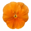 3 Pansy Delta Pro Clear Orange Flower Plants, Outdoor Garden Ready, Spring & Autumn, 3Ltr Root-Ball