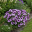 1 Large Plant - Petunia Sanguna Mega Purple Vein, Outdoor Garden Ready, 2L Pot