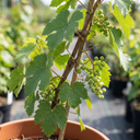 Grape Vitis Sulima White Vine Plants