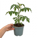 Consuelo Cherry Tomato Plants