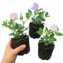 Set of 3 or 6 Large, Garden Ready Plants - Sweet Pea Growers Colour Mix, 10.5 cm