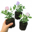 Set of 3 or 6 Large, Garden Ready Plants - Sweet Pea Growers Colour Mix, 10.5 cm