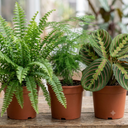 Boston Fern Plant (1L Pot)