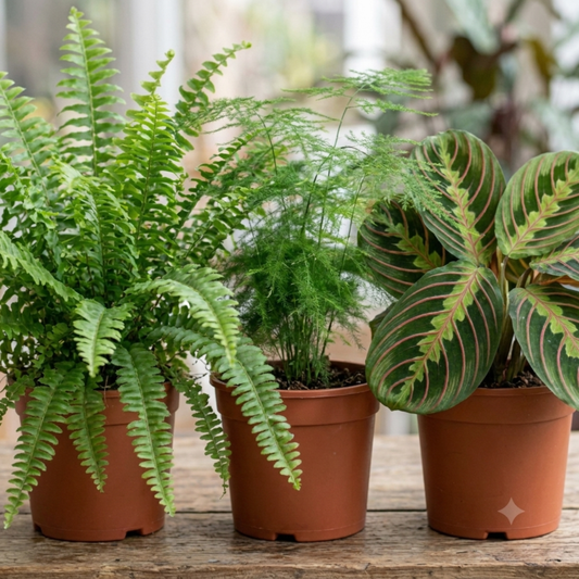 Three terracotta pots: arching Boston fern, feathery asparagus fern and red-veined prayer plant