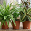3 Live Indoor Plants - Boston Fern, Asparagus Fern & Maranta Prayer Plant Collection, 1Ltr Root Ball