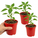 Hungarian Hot Wax Plants (Set of 3 or 6)
