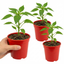 Set of 3 or 6 Large Chilli Pepper Plants - Hungarian Hot Wax, Ready to Plant in Your Garden
