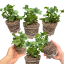 Geranium Tornado White Plants (Set of 3 or 6)