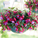 Set of 3 or 6 Large, Outdoor Garden Ready Plants - Fuchsia Bella Lydia (Rose & Violet)