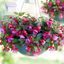 Set of 3 or 6 Large, Outdoor Garden Ready Plants - Fuchsia Bella Lydia (Rose & Violet)