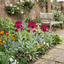 Set of 3 or 6 Lychnis Atrosanguinea ‘Rose Campion’ Hardy Cottage Garden Perennial Plants, Summer Flowering, Outdoor Garden Ready, 1 Litre Root-Ball