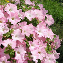 Petunia Express Apple Blossom Plants (Set of 3 or 6)