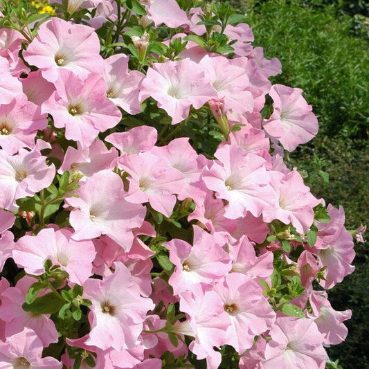 Soft pale pink petunia trumpets with paler throats, flowering in abundance over green foliage