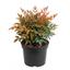 1 Nandina Gulf Stream Heavenly Bamboo, Compact Hardy Evergreen Garden Shrub, 3 Litre Root Ball