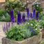 Set of 3 or 6 Delphinium Pacific Giants Black Knight Hardy Perennial Plants, Tall Cottage Garden Flowers, Outdoor Garden Ready, 1 Litre Root-Ball