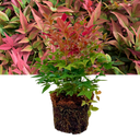 Nandina Obsessed Plant