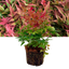 Nandina Obsessed