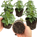 Set of 3 or 6 Large, Outdoor Garden Ready Plants - Fuchsia Bella Nora (White & Violet)