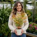 3L Orange Leaf Acer Tree, Nursery Pot, Patio Garden Pots