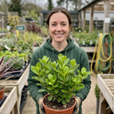 Griselinia Littoralis Plant (2L Pot)