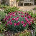 Dianthus Oscar Plants (Set of 3 or 6)