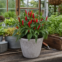 Apache Chilli Pepper Plants