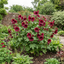 1 Lavatera Burgundy Wine Tree Mallow, Hardy Perennial Flowering Shrub for Cottage Garden, 2L Root-Ball
