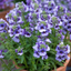 1 Large Plant - Nemesia Nuvo Blue 180, Outdoor Garden Ready, 2L Pot