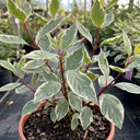 Cornus Alba Elegantissima Variegated Dogwood Shrub Plant (3L Pot)