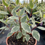 1 Cornus Alba Elegantissima Variegated Dogwood Shrub, Hardy Garden Ready, 3 Litre Root Ball