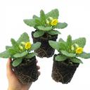 Primula Veris Yellow Cowslip Primrose Plants (Set of 3 or 6)