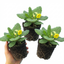 Set of 3 or 6 Primula Veris Yellow Cowslip Primrose Plants, Hardy Perennial, Spring Flowering, Outdoor Garden Ready, 1 Litre Root-Ball